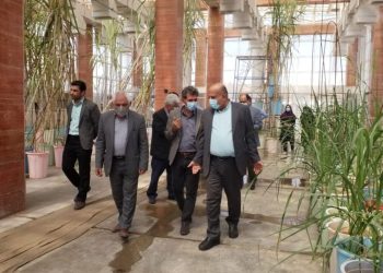 کشت موفقیت‌آمیز یک واریته جدید نیشکر/سازگاری با کم آبی و مقاومت در برابر شوری از ویژگی‌های این واریته است
