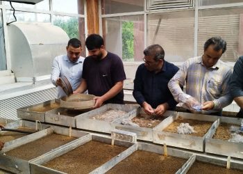 از گلخانه تا مزرعه؛ آینده نیشکر در دستان کارگران و قلم محققان